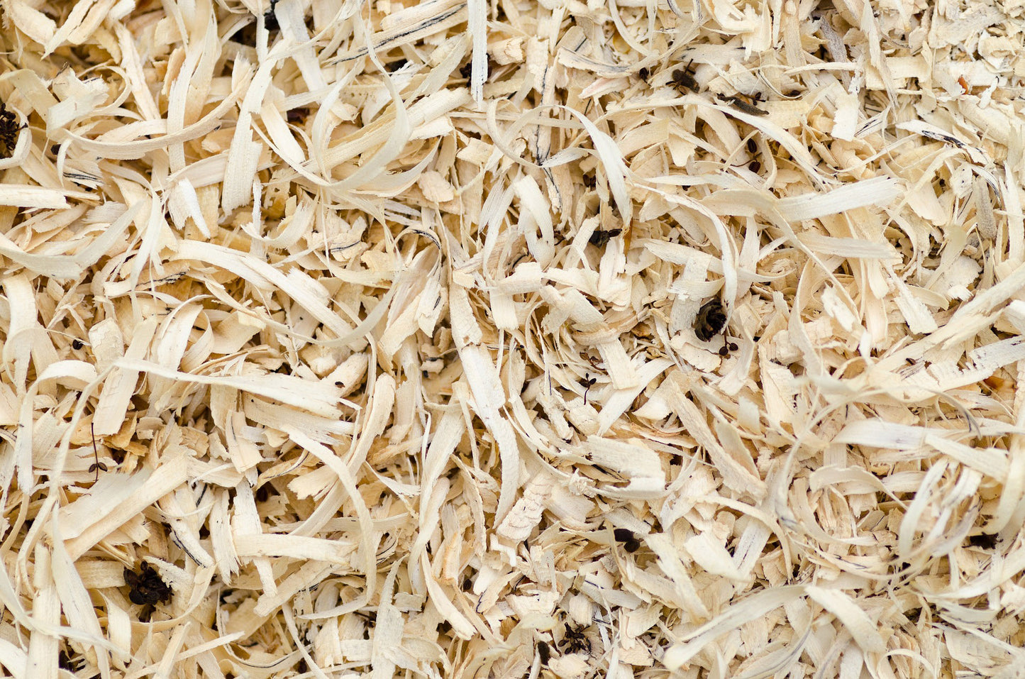 Segatura di Abete Saccopiù – Materiale Ecologico per Imballaggio e Fai da Te