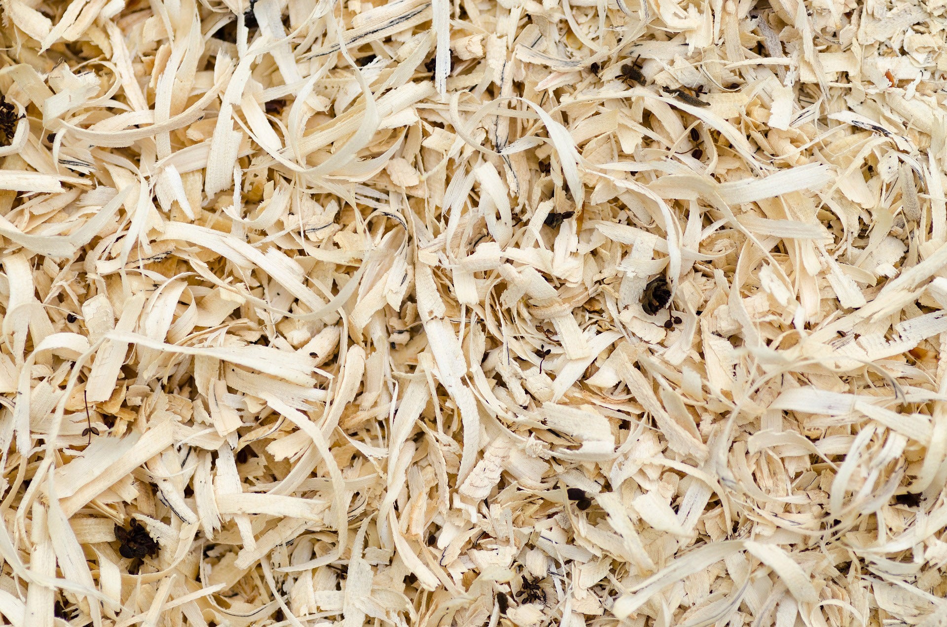Segatura di Abete Saccopiù – Materiale Ecologico per Imballaggio e Fai da Te